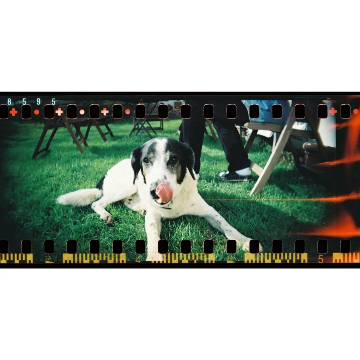 Appareil panoramique Sprocket Rocket Coconut
