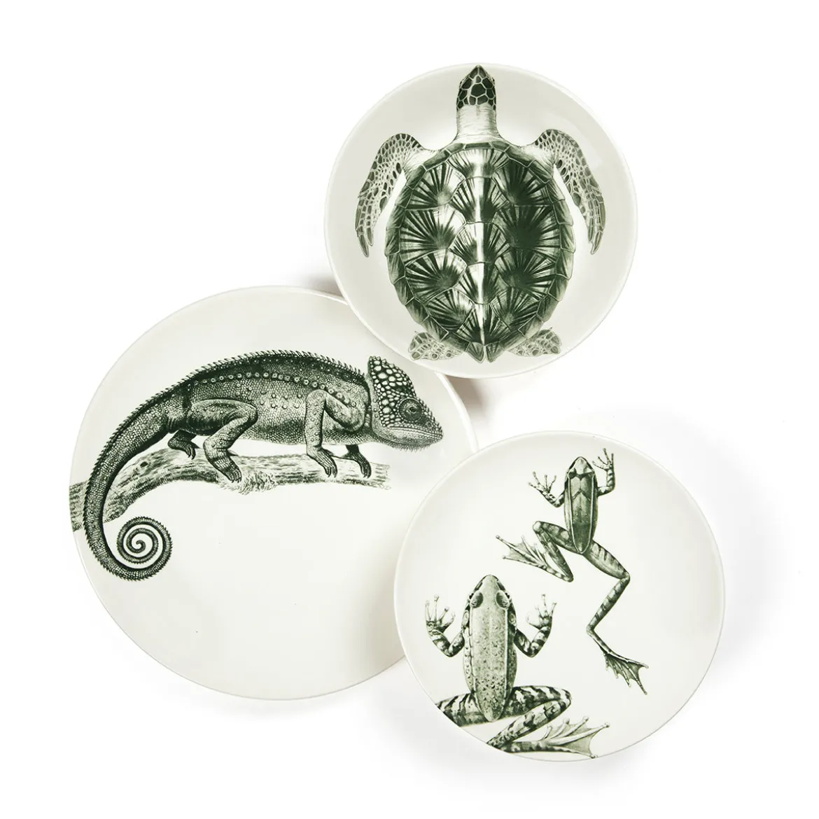 Assiette creuse - Tortue