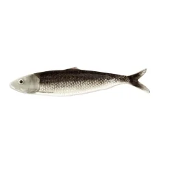 Plateau allongé Sardine Grise