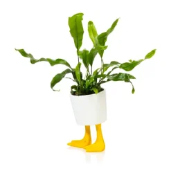 Pot / Jardinière Pieds Canards - Jaune & Blanc
