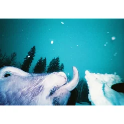 Simple Use Camera LomoChrome Purple