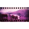 Sprocket Rocket Panoramic 35mm Baja Blue