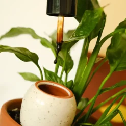 Sérum nourrissant - Plantes Vertes