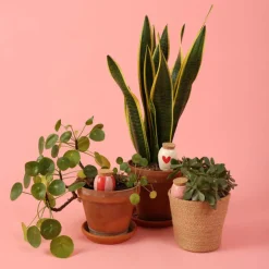 Trio Mini Ollas Diffuseurs d'eau - Les lovers