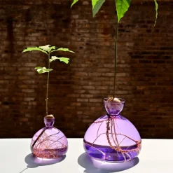 Vase en verre pour avocat