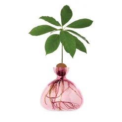 Vase en verre pour avocat
