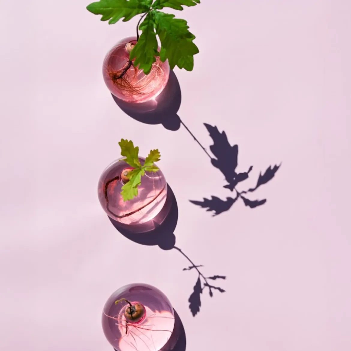 Vase en verre pour avocat