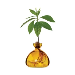 Vase en verre pour avocat