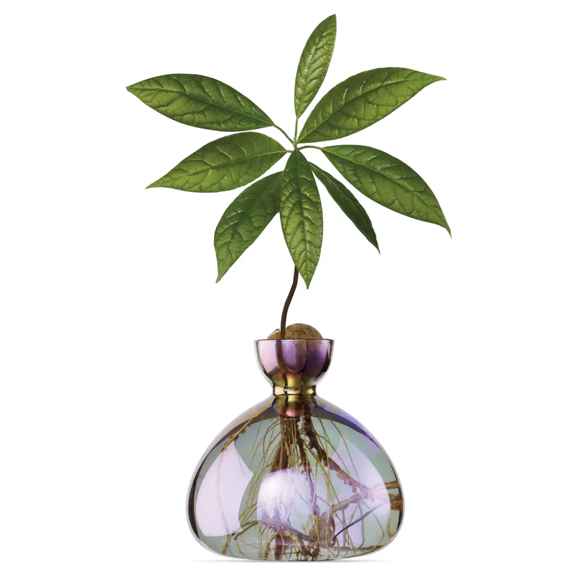 Vase en verre pour avocat