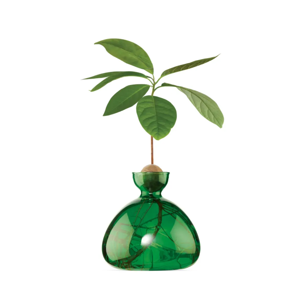 Vase en verre pour avocat