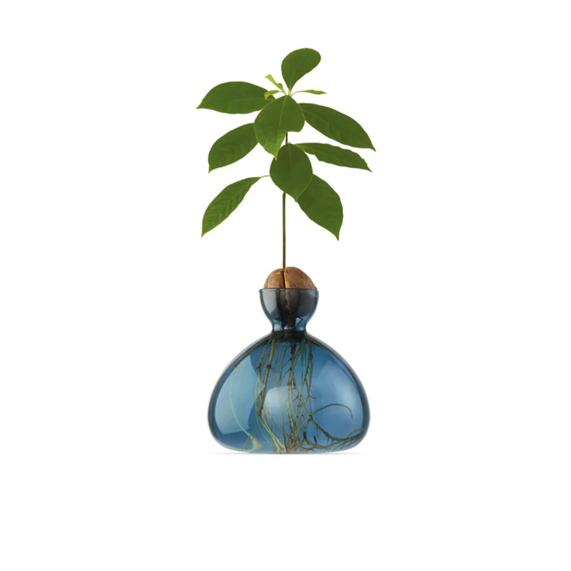 Vase en verre pour gland Cosmic