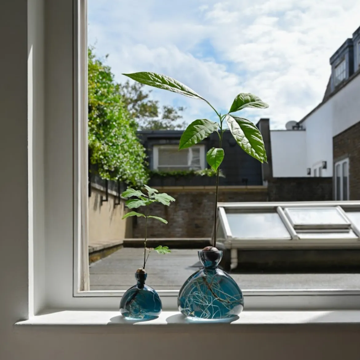 Vase en verre pour gland Cosmic